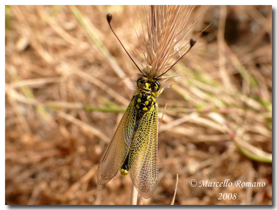 Libelloides siculus fra le salicornie